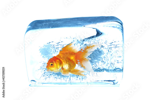 Foto: Gold fish in ice cubes Gold fish in ice cubes