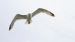 Seagull in flight