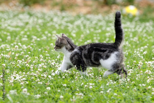 Photo: Katzenwelpe läuft im Klee Katzenwelpe läuft im Klee