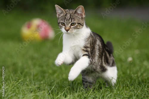 Foto: Tigerkatze springt Tigerkatze springt
