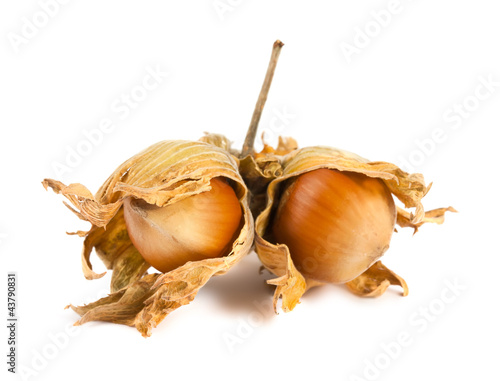 Photo: Unseasoned filbert nuts Unseasoned filbert nuts