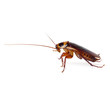 Cockroach