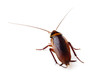 Cockroach