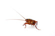 Cockroach