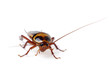 Cockroach