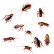 Cockroach