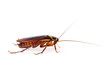Cockroach