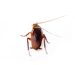 Cockroach
