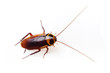Cockroach