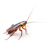 Cockroach