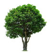 Mango Tree