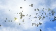 Video: animated flying flock of pigeons on the clear sky animated flying flock of pigeons on the clear sky
