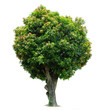 Mango Tree