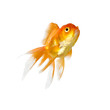 Foto: Gold fish. Isolation on the white Gold fish. Isolation on the white