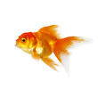 Foto: Gold fish. Isolation on the white Gold fish. Isolation on the white