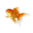 Foto: Gold fish. Isolation on the white Gold fish. Isolation on the white