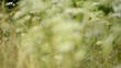 Flower background in nature