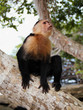 Monkey looking