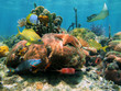 Shallow coral reef