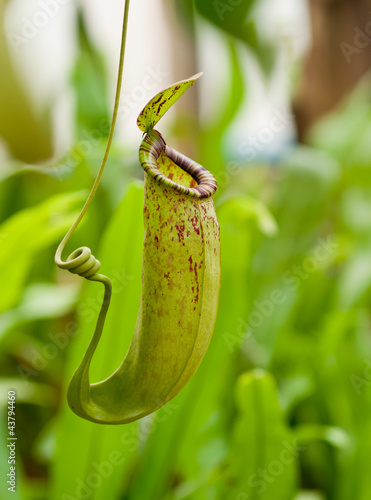 Photo: Nepenthes Nepenthes