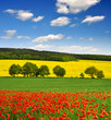 spring landscape with red poppy field in the Czech Republic