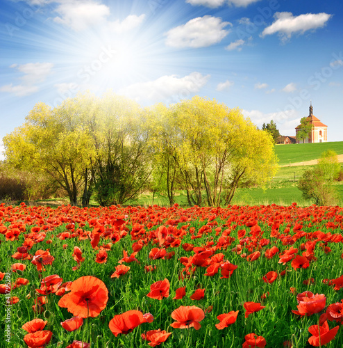 Foto: spring landscape and poppy field spring landscape and poppy field