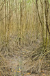 Photo: mangrove tree mangrove tree