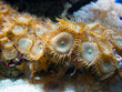 Anemone