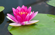 beautiful  lotus.