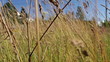 Through the grass.