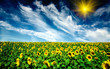 Cloudy blue sky  and sunflowers field.