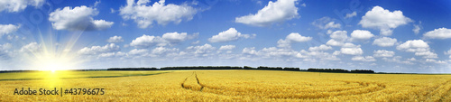 Photo: Golden wheat field. Golden wheat field.