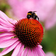 Echinacea