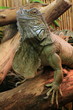 grüner leguan auf einem ast