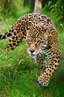 Stunning jaguar Panthera Onca prowling through long grass
