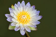 Lotus Flower