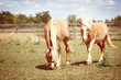 Two horses grazing