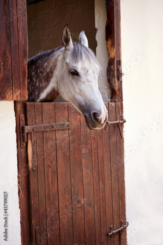 Photo: Horse Horse