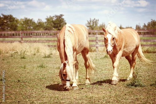 Photo: Two horses grazing Two horses grazing