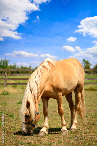 Photo: Horse grazing Horse grazing