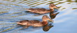 Enten-20257b1