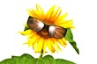 fröhliche Sonnenblume