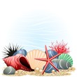 Conchiglie Stella Marina e Corallo-Seashells, Starfish and Coral