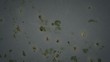 Vídeo: 1080p plate of cloning cells, wider 1080p plate of cloning cells, wider