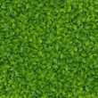 Green leaves texture.