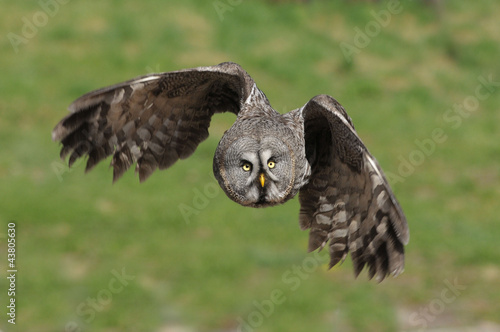 Photo: owl owl