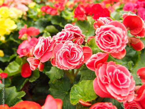 Photo: Lovely Begonia Lovely Begonia
