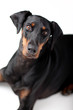 Freundlicher Dobermann