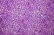 Purple Leopard Print
