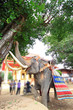 Elephant Show